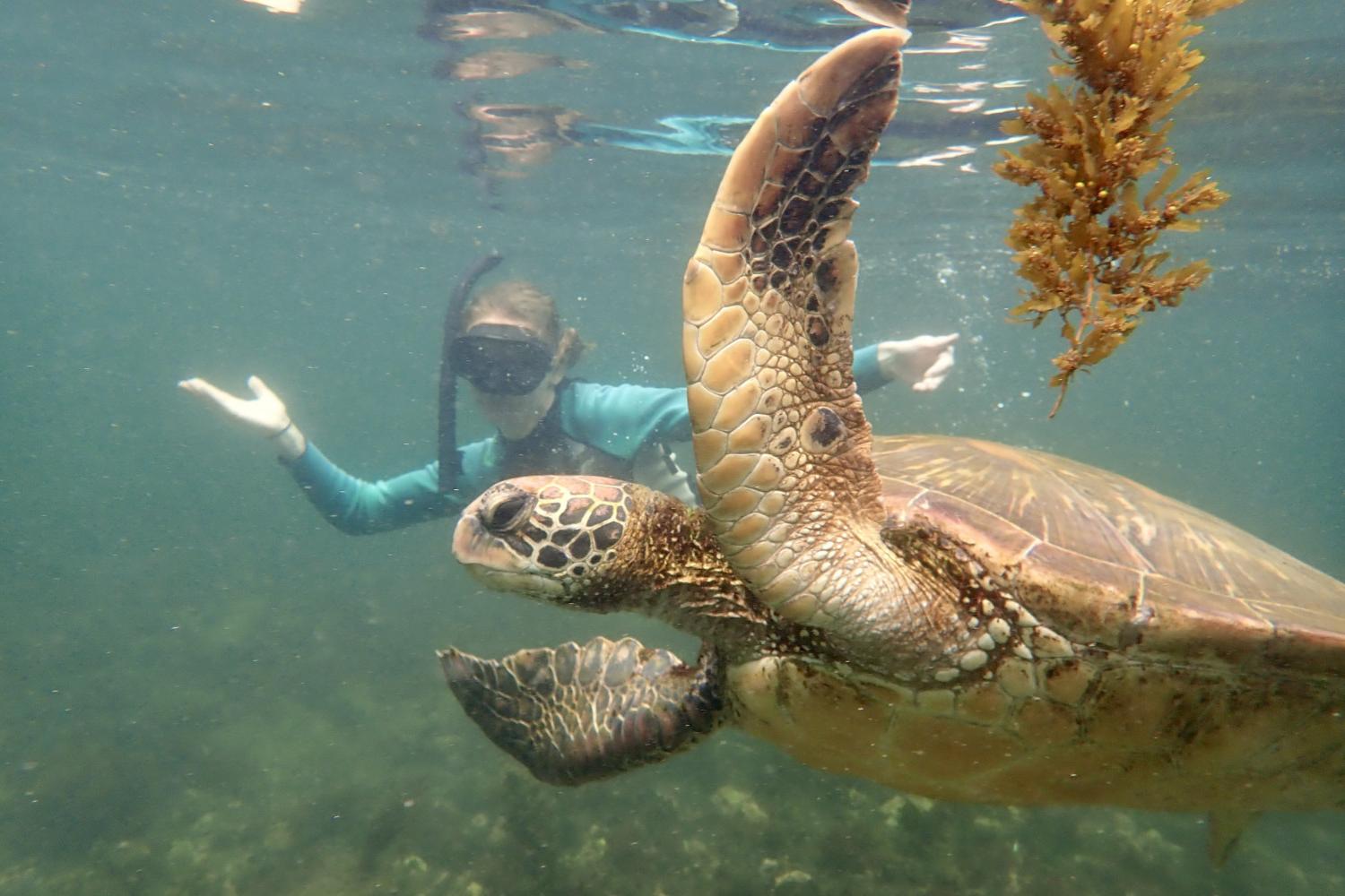 一名<a href='http://f.chinaqinyu.com/'>bv伟德ios下载</a>学生在Galápagos群岛游学途中与一只巨龟游泳.